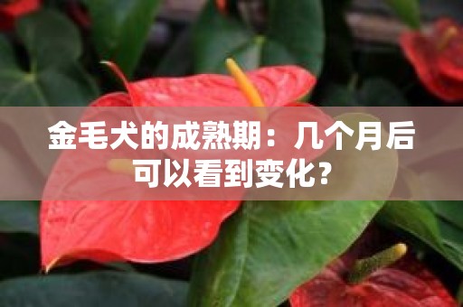 金毛犬的成熟期：几个月后可以看到变化？