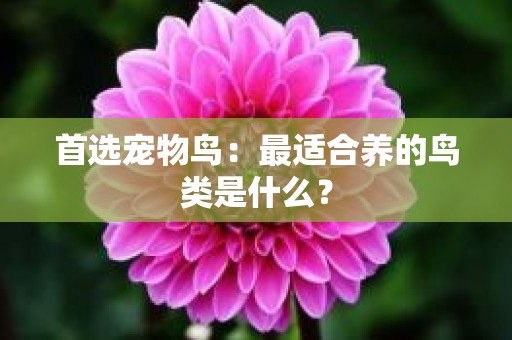 首选宠物鸟：最适合养的鸟类是什么？