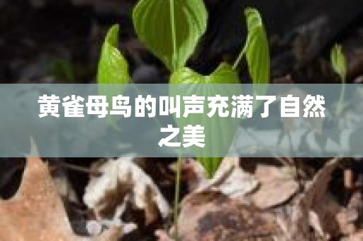 黄雀母鸟的叫声充满了自然之美