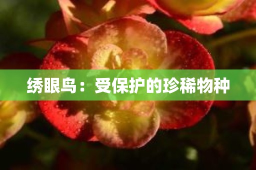 绣眼鸟：受保护的珍稀物种