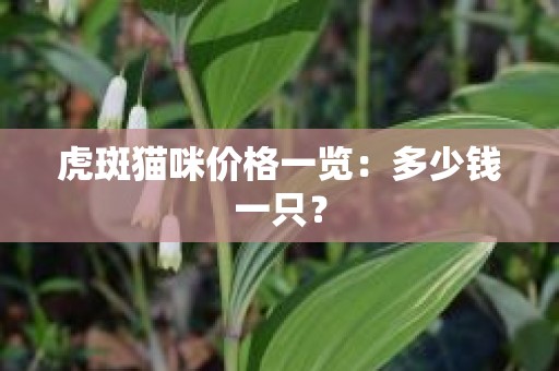 虎斑猫咪价格一览：多少钱一只？