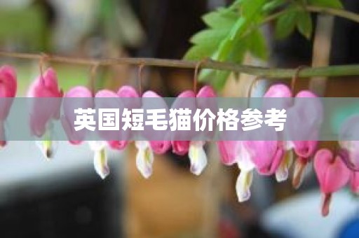 英国短毛猫价格参考