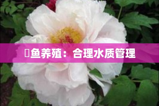 魟鱼养殖：合理水质管理