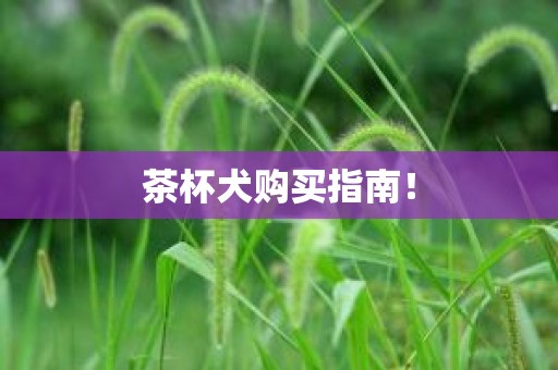茶杯犬购买指南！
