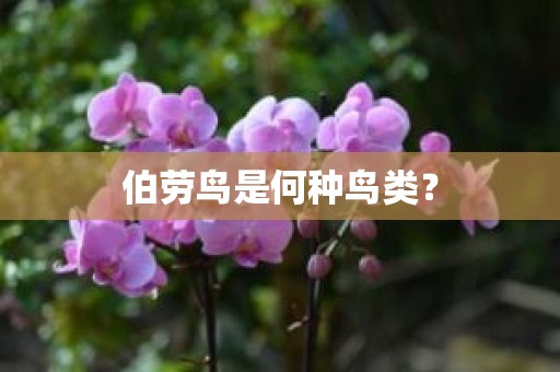 伯劳鸟是何种鸟类？