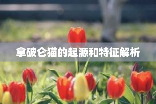 拿破仑猫的起源和特征解析