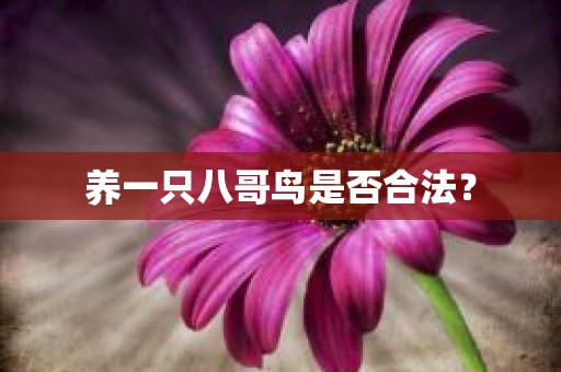 养一只八哥鸟是否合法？