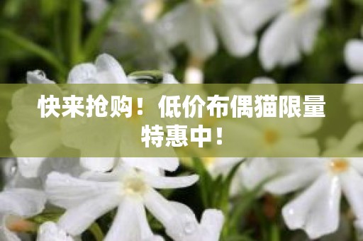 快来抢购！低价布偶猫限量特惠中！