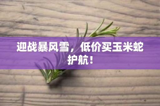 迎战暴风雪，低价买玉米蛇护航！