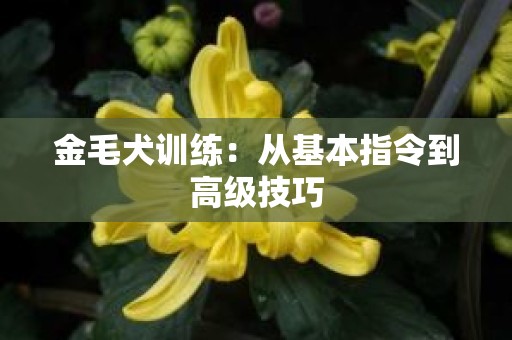 金毛犬训练：从基本指令到高级技巧