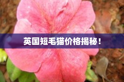 英国短毛猫价格揭秘！