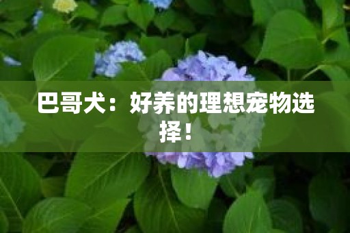 巴哥犬：好养的理想宠物选择！