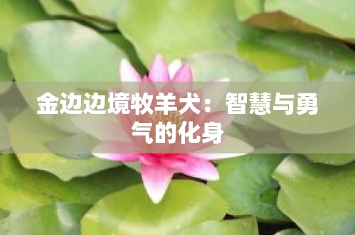 金边边境牧羊犬：智慧与勇气的化身