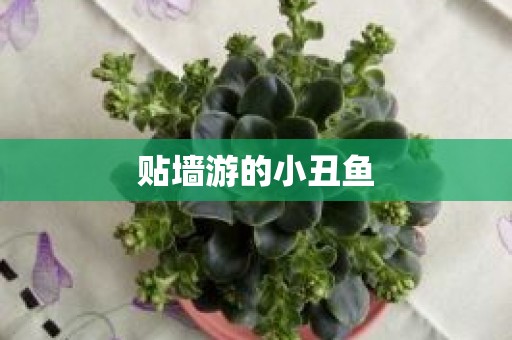 贴墙游的小丑鱼
