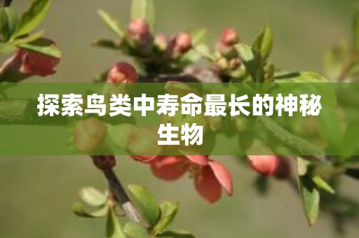 探索鸟类中寿命最长的神秘生物