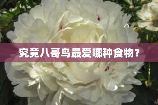 究竟八哥鸟最爱哪种食物？