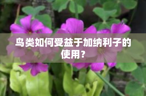 鸟类如何受益于加纳利子的使用？