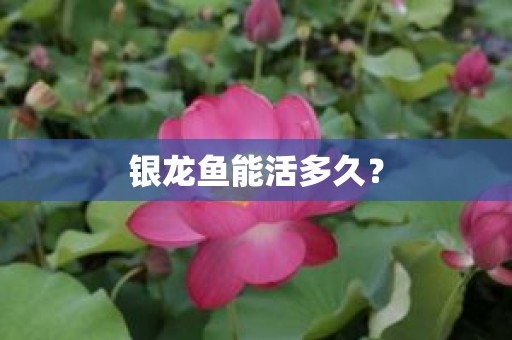 银龙鱼能活多久？