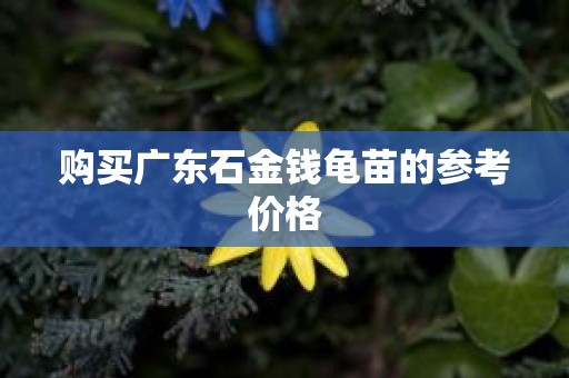 购买广东石金钱龟苗的参考价格