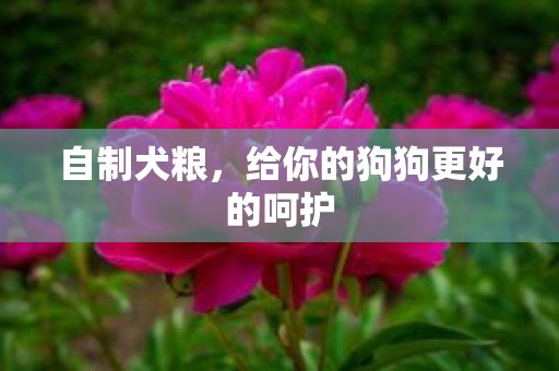 自制犬粮，给你的狗狗更好的呵护