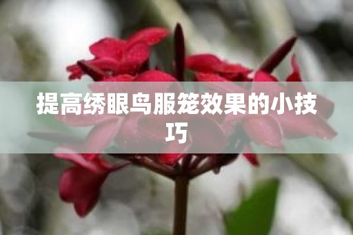 提高绣眼鸟服笼效果的小技巧