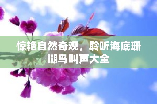惊艳自然奇观，聆听海底珊瑚鸟叫声大全