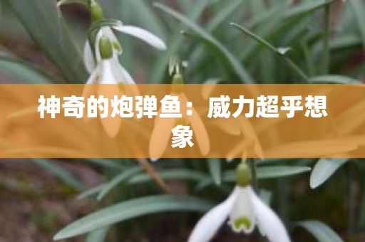 神奇的炮弹鱼：威力超乎想象