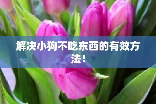 解决小狗不吃东西的有效方法！