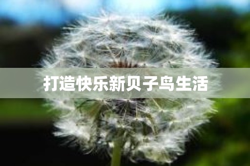 打造快乐新贝子鸟生活
