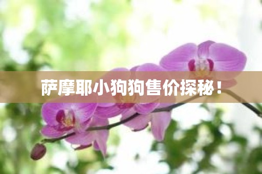 萨摩耶小狗狗售价探秘！