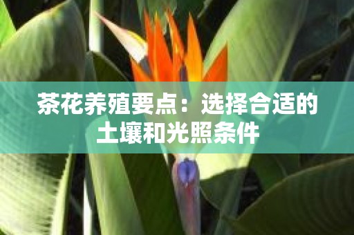 茶花养殖要点：选择合适的土壤和光照条件