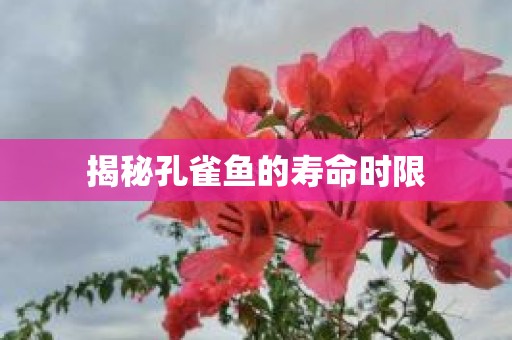 揭秘孔雀鱼的寿命时限