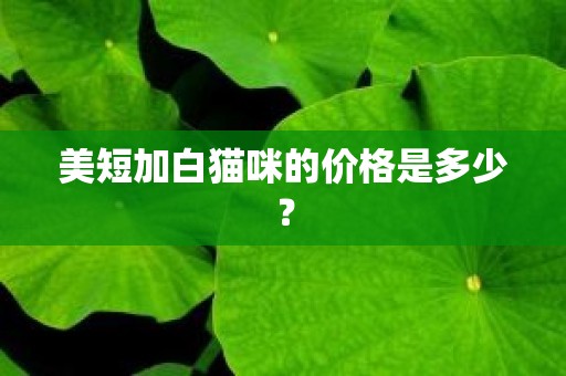 美短加白猫咪的价格是多少？