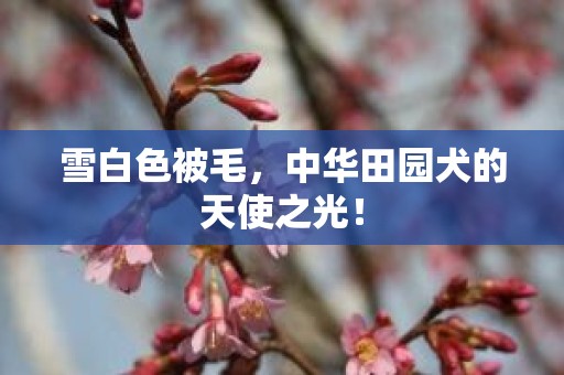 雪白色被毛，中华田园犬的天使之光！