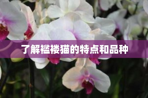 了解褴褛猫的特点和品种