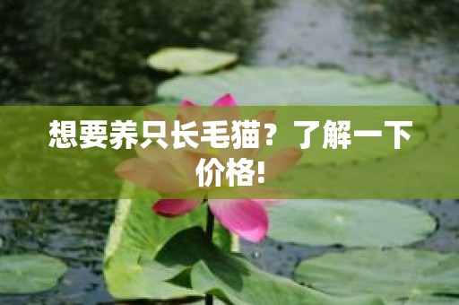 想要养只长毛猫？了解一下价格!