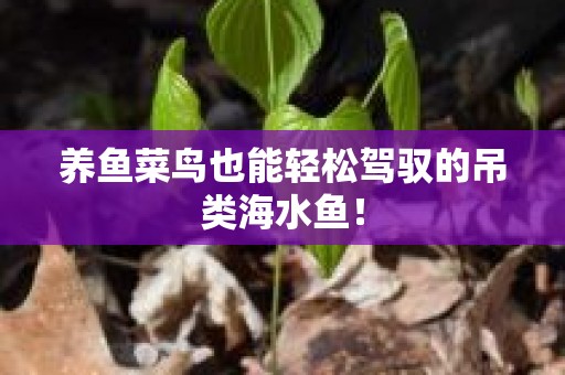 养鱼菜鸟也能轻松驾驭的吊类海水鱼！