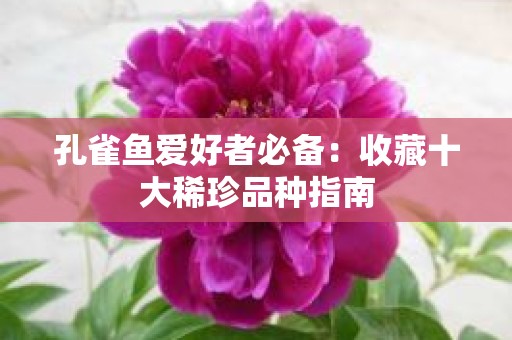 孔雀鱼爱好者必备：收藏十大稀珍品种指南
