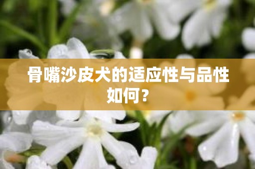 骨嘴沙皮犬的适应性与品性如何？