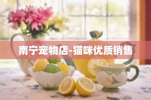 南宁宠物店-猫咪优质销售