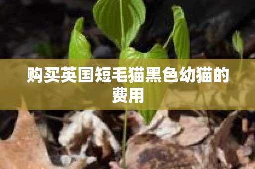 购买英国短毛猫黑色幼猫的费用