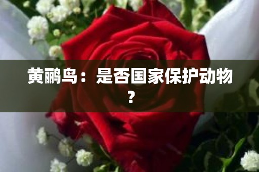 黄鹂鸟：是否国家保护动物？