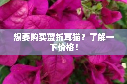 想要购买蓝折耳猫？了解一下价格！
