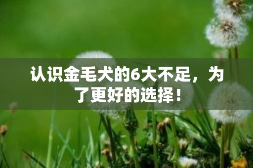 认识金毛犬的6大不足，为了更好的选择！