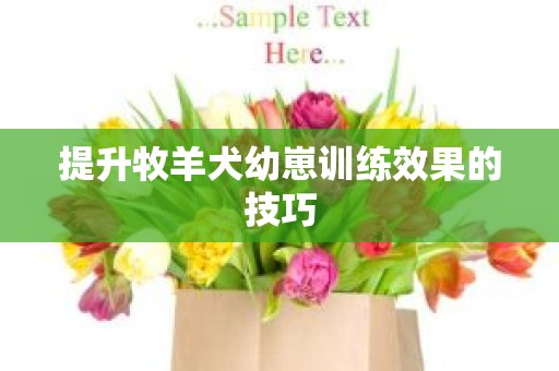 提升牧羊犬幼崽训练效果的技巧