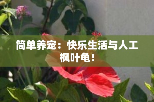 简单养宠：快乐生活与人工枫叶龟！