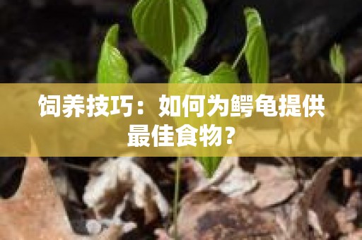 饲养技巧：如何为鳄龟提供最佳食物？