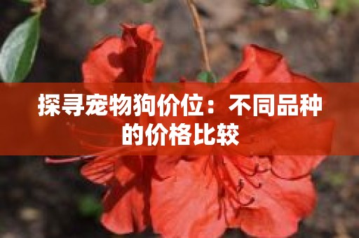 探寻宠物狗价位：不同品种的价格比较