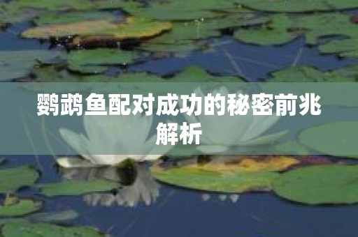 鹦鹉鱼配对成功的秘密前兆解析