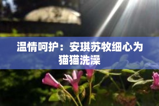 温情呵护：安琪苏牧细心为猫猫洗澡